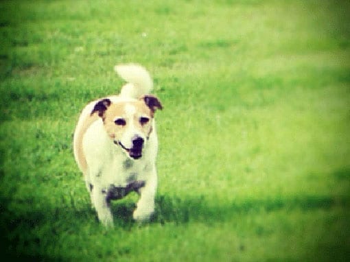 BARNIE
