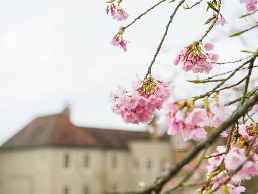 SPRING BLOSSOMS