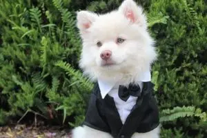 dog friendly wedding venue