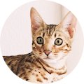 Luyi Z Avatar